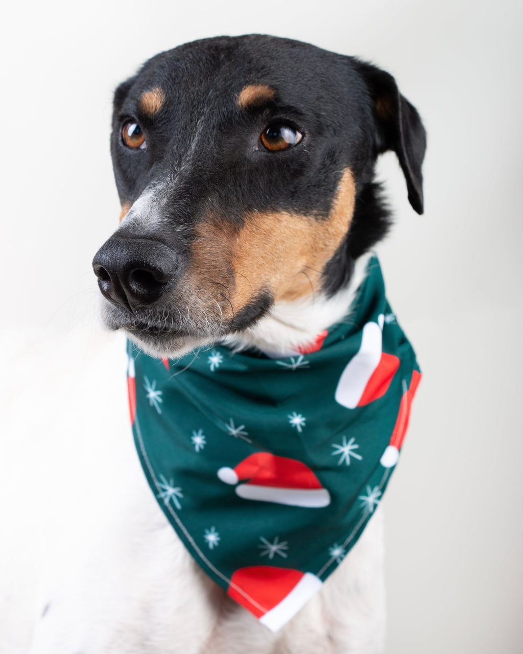Apolo Vekopets