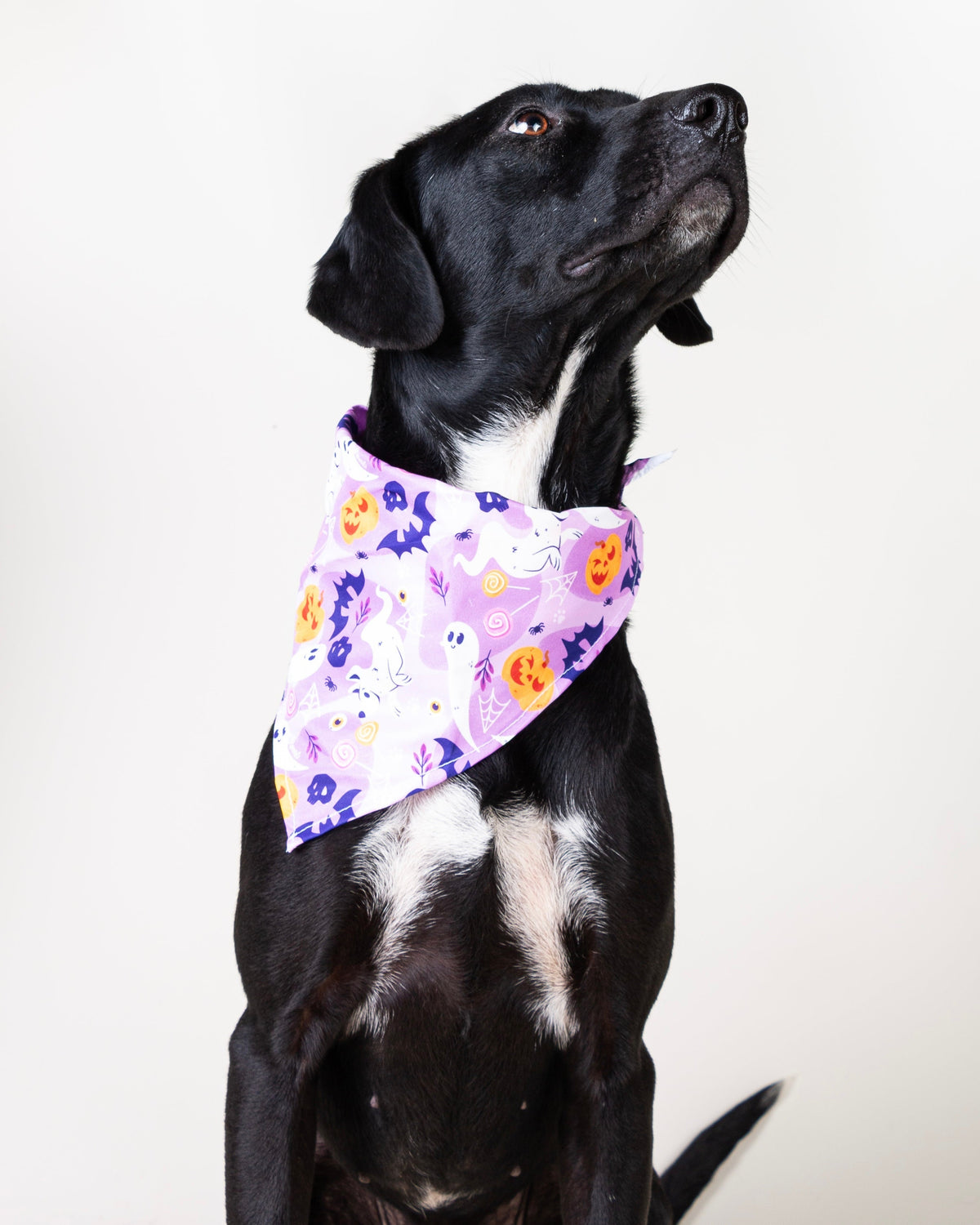 Chanel Vekopets