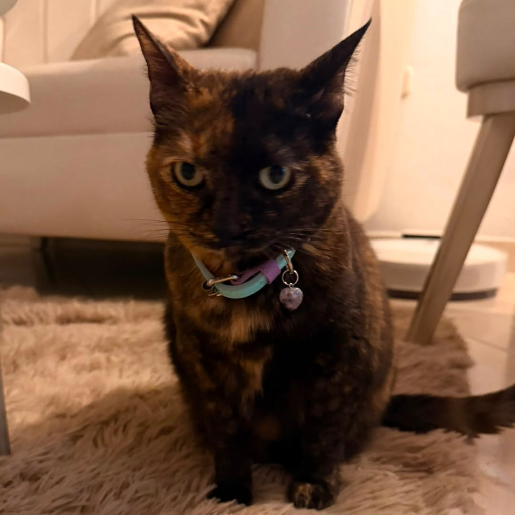 Collar cuero vegano gato | Lila & Menta